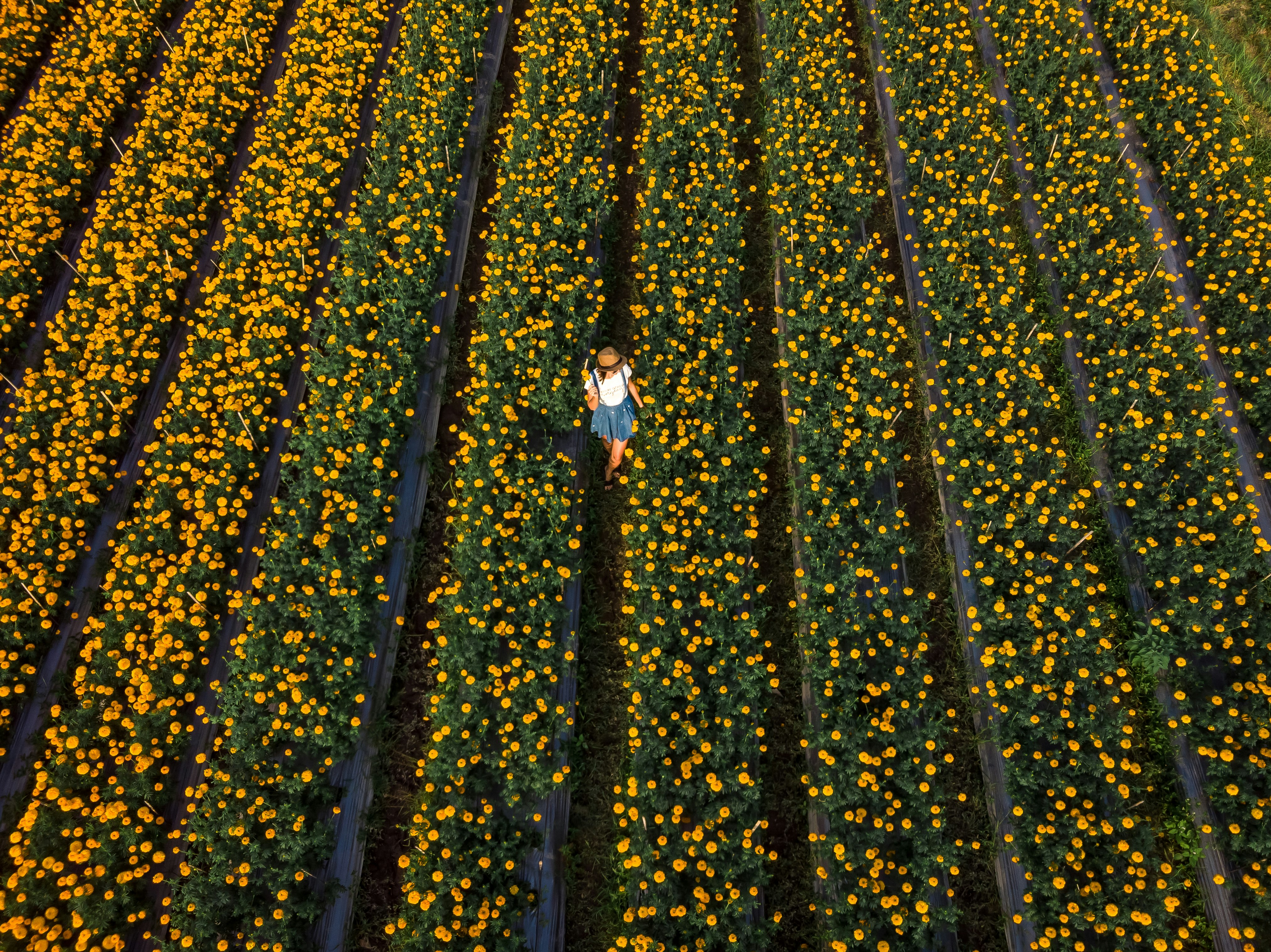 woman standing on yellow flower field